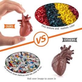 GUFOPONAS 2 Inch 8PCS Human Body Model for Kids Mini Fake Body Parts Sets Human Anatomy Model Anatomy and Physiology Good Tools Students Sciences Learning Kit for Boys Girls Kids