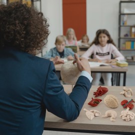 GUFOPONAS 2 Inch 8PCS Human Body Model for Kids Mini Fake Body Parts Sets Human Anatomy Model Anatomy and Physiology Good Tools Students Sciences Learning Kit for Boys Girls Kids